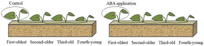 Timing of systemic resistance induced by local exogenous ABA application within clonal network of stoloniferous herb Centella asiatica subjected to low water availability